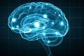 Brain