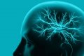 Brain memory