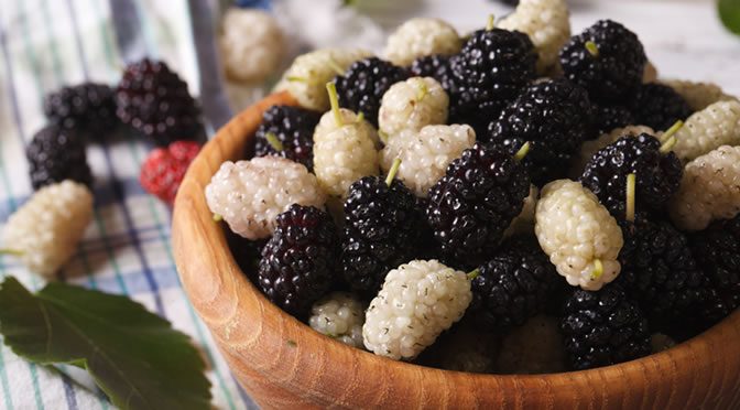 Mulberry Extract Helps Weight Loss By Burning Brown Fat