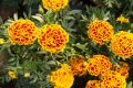 marigold