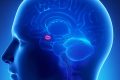 Amygdala